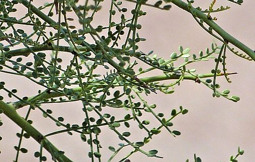 Parkinsonia microphylla: Yellow Palo Verde - leaves