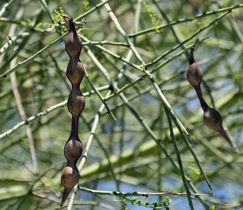 Parkinsonia microphylla: Yellow Palo Verde - seed pod