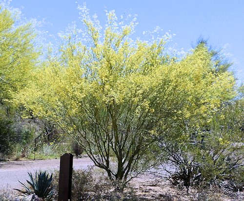 Parkinsonia microphylla: Yellow Palo Verde tree