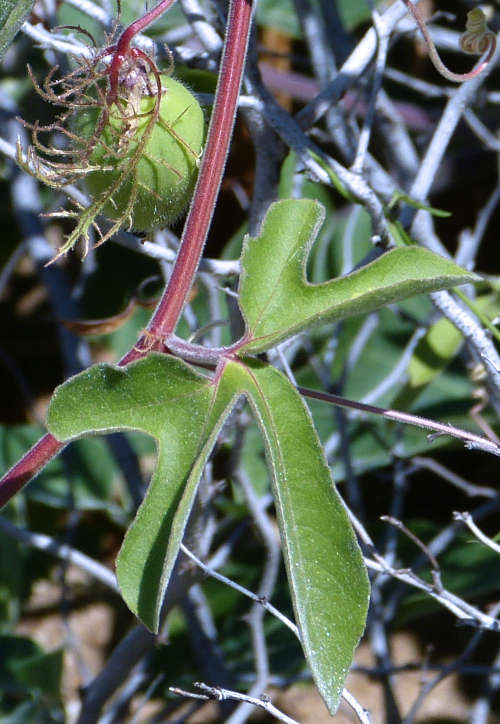 Passiflora arizonica leaf