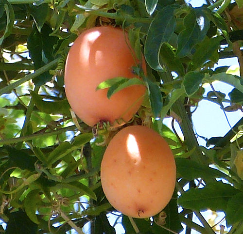 Passionflower: Passiflora caerulea - fruit