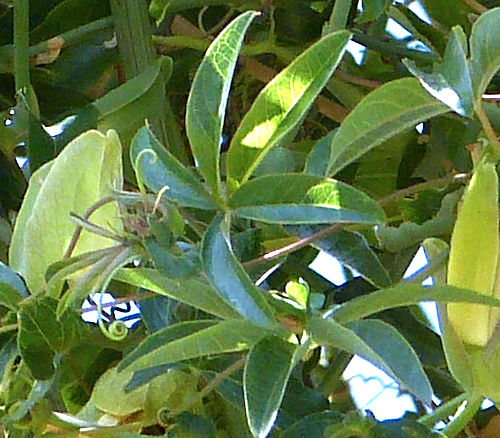 Passionflower: Passiflora caerulea - leaves