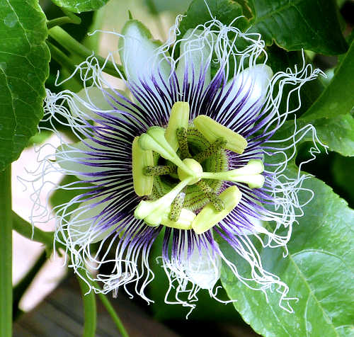 Passionflower: Passiflora edulis - flower
