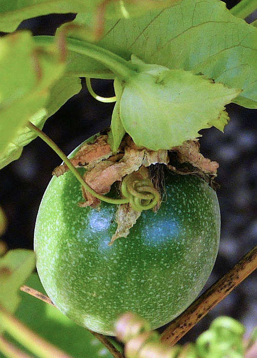 Passionflower: Passiflora edulis - fruit