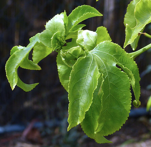 Passionflower: Passiflora edulis - leaves