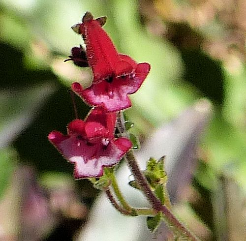 Penstemon baccharifolius: Rock Penstemon - flower