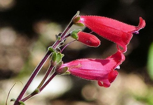 Penstemon baccharifolius: Rock Penstemon - flower