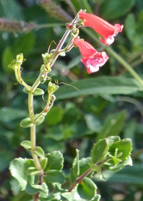 Penstemon baccharifolius: Rock Penstemon