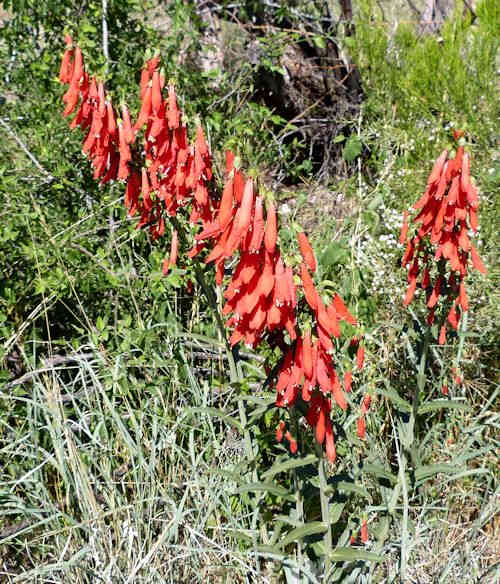 Penstemon barbatus: Beardlip Penstemon