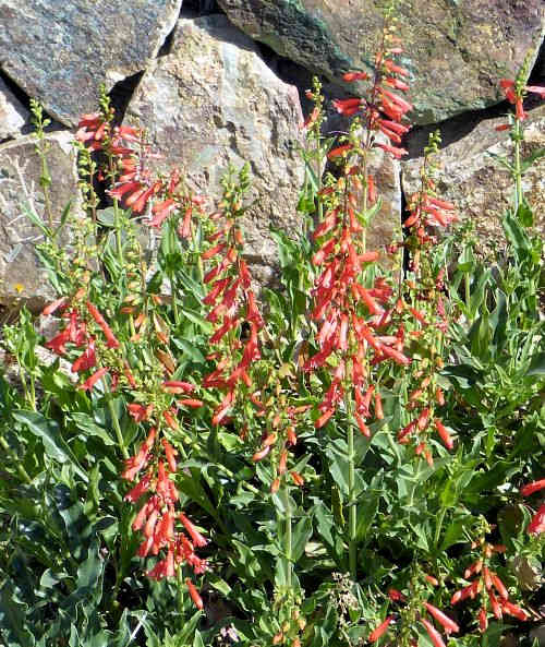 Penstemon eatonii: Firecracker Penstemon