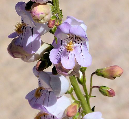 Penstemon palmeri: Palmer's Penstemon - flowers