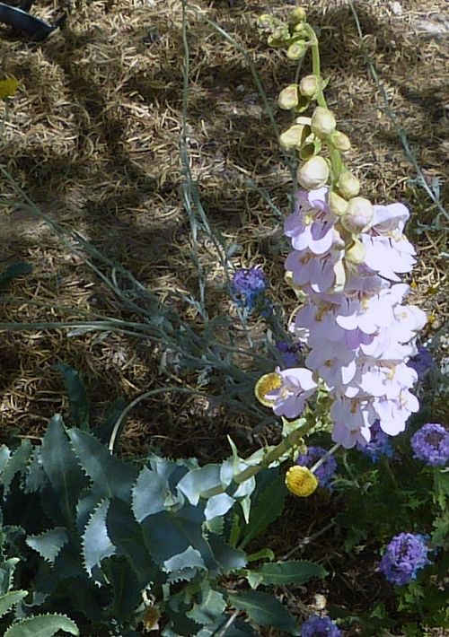 Penstemon palmeri: Palmer's Penstemon - flower stalk