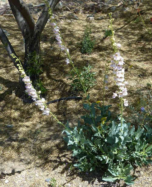 Penstemon palmeri: Palmer's Penstemon