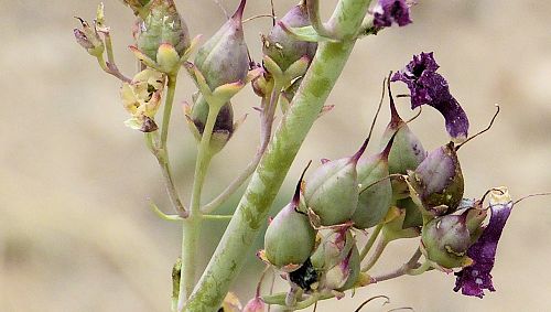 Penstemon parryi: Parry's Penstemon - seed pod