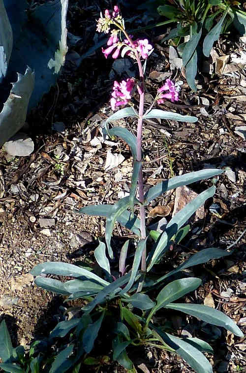 Penstemon parryi: Parry's Penstemon