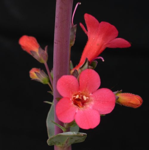 Penstemon superbus: Coral Penstemon - flower