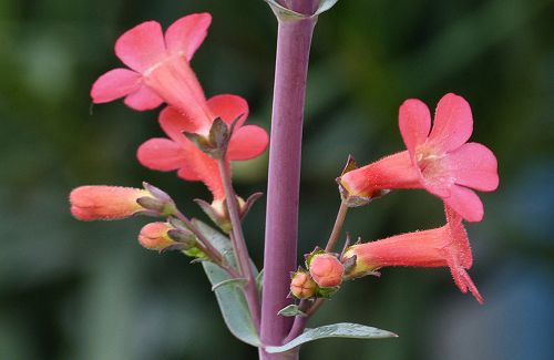 Penstemon superbus: Coral Penstemon - flowers