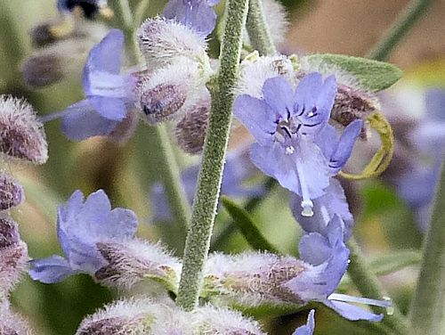 Perovskia atriplicifolia: Russian Sage - flowers