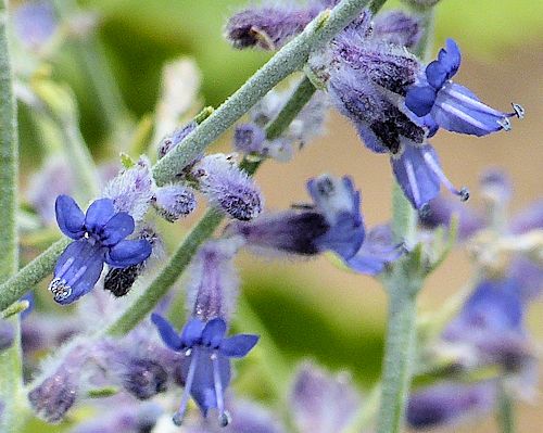Salvia yangii: Russian Sage - flowers