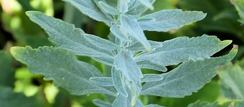 Salvia yangii: Russian Sage - leaves