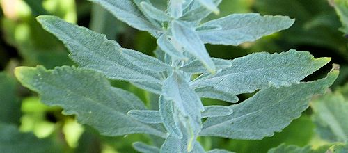 Perovskia atriplicifolia: Russian Sage - leaves