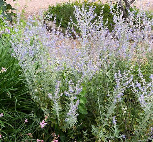 Perovskia atriplicifolia: Russian Sage