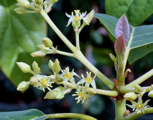 Avocado: Persea americana - flowers