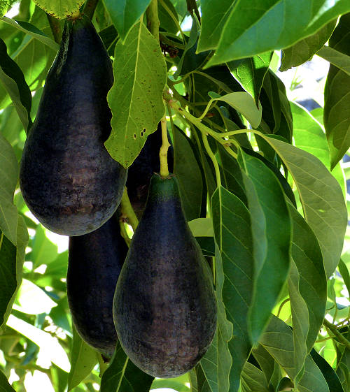 Avocado: Persea americana - fruit