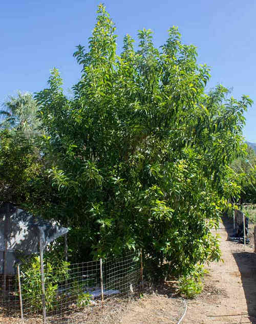 Avocado: Persea americana
