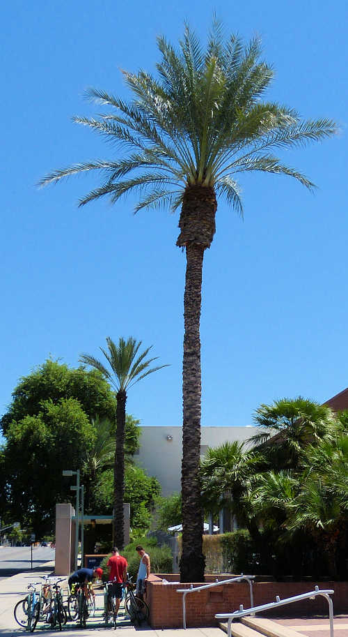 Phoenix dactylifera