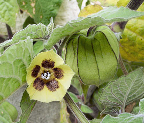 By mw (von mir fotografiert --mw 11:03, 3. Dez 2004 (CET)) [GFDL (http://www.gnu.org/copyleft/fdl.html) or CC-BY-SA-3.0 (http://creativecommons.org/licenses/by-sa/3.0/)], via Wikimedia Commons