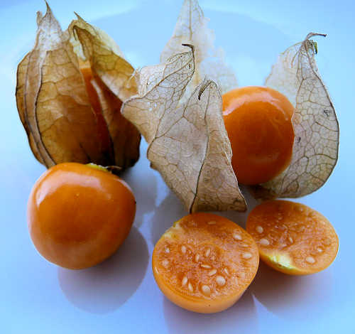 By 3268zauber [GFDL (http://www.gnu.org/copyleft/fdl.html) or CC BY-SA 3.0 (https://creativecommons.org/licenses/by-sa/3.0)], from Wikimedia Commons