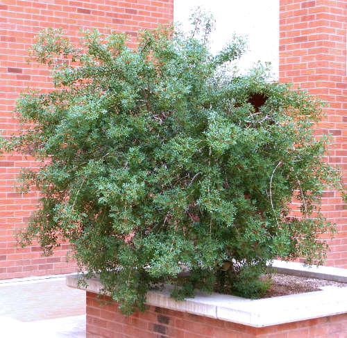Pistacia lentiscus: Mastic Tree in container
