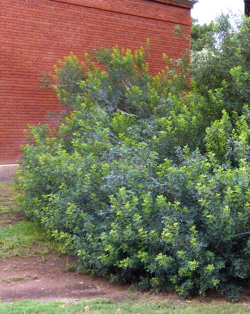 Pistacia lentiscus: Mastic Tree shrub form