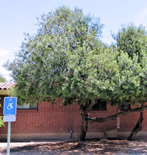 Pistacia lentiscus: Mastic Tree