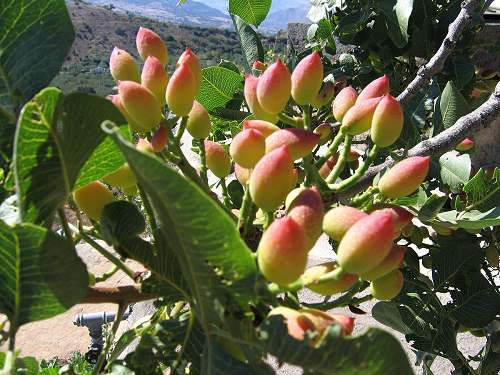 Pistacia vera: Pistachio fruits