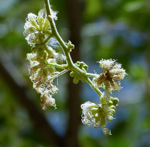 Pithecellobium dulce flowers