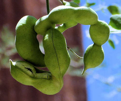 Pithecellobium dulce unripe fruit