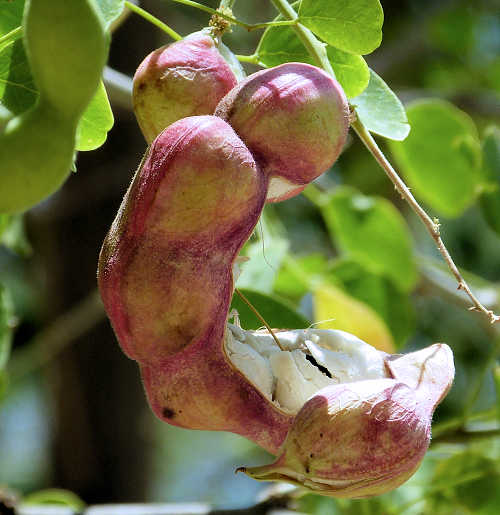 Pithecellobium dulce ripe fruit