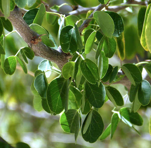 Pithecellobium dulce leaves
