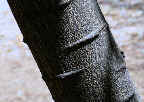 Pithecellobium dulce trunk