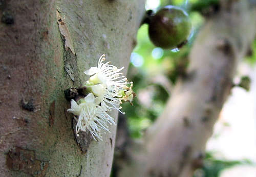 By Mateus Hidalgo - photo taken by Mateus Hidalgo, CC BY-SA 2.5 br, httpscommons.wikimedia.orgwindex.phpcurid-1926641