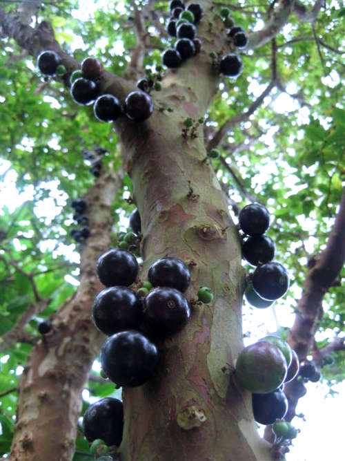 Plinia cauliflora: Jaboticaba fruit growing on trunk