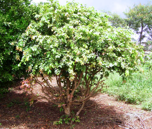 By Mateus Hidalgo - photo taken by Mateus Hidalgo, CC BY-SA 2.5 br, httpscommons.wikimedia.orgwindex.phpcurid-1926544