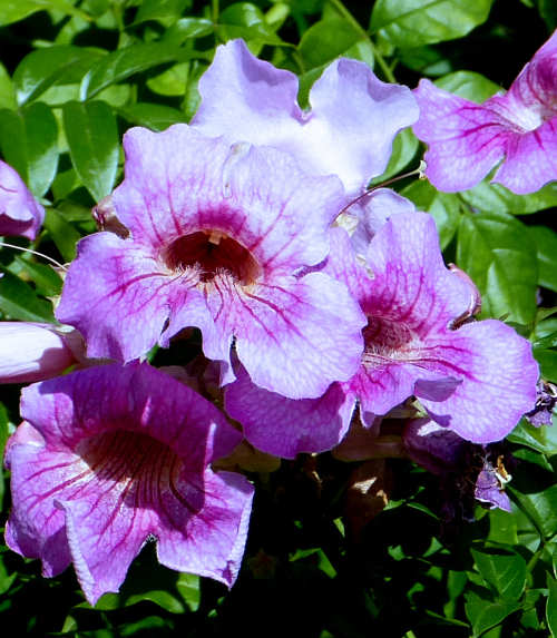 Pink Trumpet Vine: Podranea ricasoliana flower