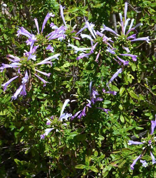 Poliomintha maderensis: Lavender Spice / Mexican Oregano