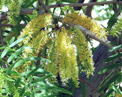 Neltuma glandulosa: Honey Mesquite - flowers