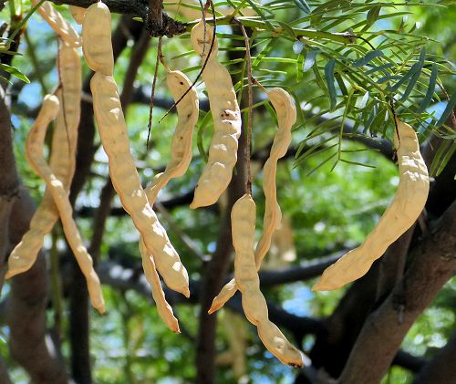 Neltuma glandulosa: Honey Mesquite - seed pods