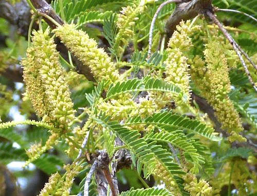Neltuma x: Hybrid Mesquite - flowers