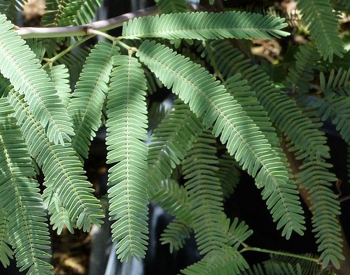 Neltuma x: Hybrid Mesquite - leaves